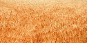 بالبلدي: زراعة بنى سويف: تنفيذ مدارس حقلية للنهوض بمحصول القمح