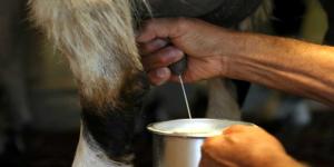 بالبلدي : فوائد حليب الماعز.. أفضل حليب الحيوانات