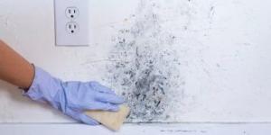 بالبلدي: دليلك لتنظيف عفن الجدران بطريقة آمنة وفي خطوات سهلة