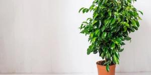 بالبلدي: 5 نباتات يمكن وضعها فى مكتبك من أجل الشعور بالسلام وتنقية الهواء