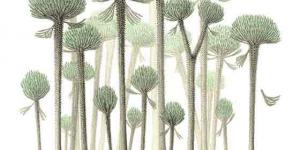 بالبلدي: العثور على أشجار متحجرة يعتقد أنها بقايا لـ أقدم غابة فى العالم