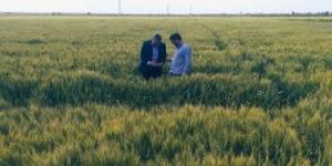 بالبلدي: مركز معلومات المناخ بوزارة الزراعة ينصح بري القمح يومي الخميس والجمعة