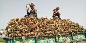 بالبلدي : التموين: بدء توريد محصول البنجر إلى مصنع أبو قرقاص لإنتاج السكر