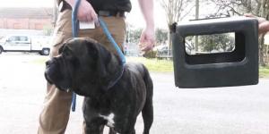بالبلدي: إنقاذ كلب ضال بعدما عاش بصندوق عالق فى رأسه لمدة عام.. صور