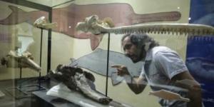 بالبلدي: اكتشاف أكبر دولفين نهرى فى العالم عاش قبل 16 مليون عام بمنطقة الأمازون