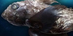 بالبلدي: الشبح الأكثر ندرة.. اكتشاف مخلوق بحري مخيف من أقدم سلالات الأسماك belbalady.net
