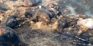 بالبلدي: نفوق 3 رؤوس ماشية فى حريق مزرعة بالدقهلية