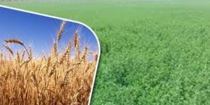 بالبلدي: تعرف على توصيات وزارة الزراعة لمحاصيل الأعلاف الخضراء الفترة الحالية