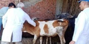 بالبلدي: تحصين 21 ألف رأس من الثروة الحيوانية لمواجهة أمراض الحمى القلاعية ببنى سويف