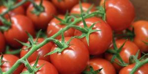 بالبلدي: متفوقا على إسبانيا.. صادرات المغرب من الطماطم لبريطانيا تصل إلى 190 مليون يورو belbalady.net