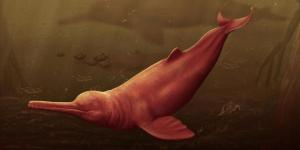 بالبلدي: دلفين عملاق جاب مياه الأمازون العذبة قديمًا.. كم يبلغ حجمه؟