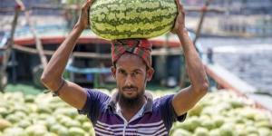 بالبلدي: موسم نضج الثمار.. محصول البطيخ ينعش أسواق بنجلاديش