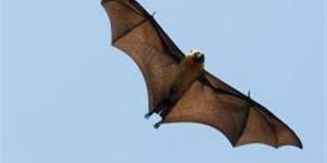 بالبلدي : هل الخفافيش مصدر كورونا؟.. نتيجة صادمة بعد فحص المئات منها