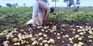 بالبلدي: هل يتم تصفية عرض البطاطس قبل الحصاد؟.. مركز المناخ يجيب