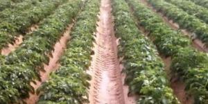 بالبلدي: وزارة الزراعة: 700 ألف طن من بطاطس المائدة تم فحصها للتصدير