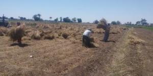 بالبلدي: شاهد حصاد الينسون في المنيا.. الفدان ينتج 750 كيلو.. فيديو