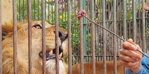 بالبلدي: مائة ألف زائر لحديقة حيوان الإسكندرية خلال أيام العيد belbalady.net