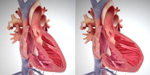 بالبلدي : 5 علامات للتعرف على الأعراض المبكرة لقصور القلب.. التعب وضيق التنفس بينها