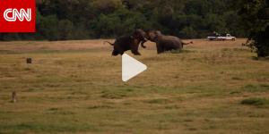 BELBALADY: شاهد.. عراك بين فيلة ضخمة أمام فريق CNN في غابات سيريلانكا