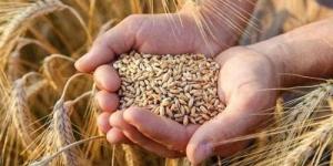 بالبلدي: سعر أردب القمح اليوم الأحد 21-4-2024 بعد قرار الحكومة الجديد