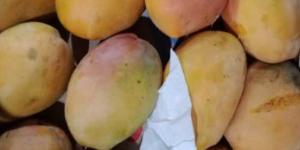 بالبلدي: فاكهة المانغو تلبّي الحاجات الغذائية الفريدة للنساء اللواتي يحاولن الحمل