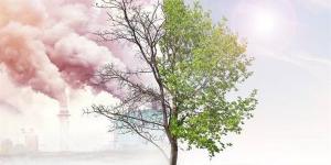 بالبلدي: تمتص ثاني أوكسيد الكربون.. خبير بيئي يكشف أهمية الأشجار للحد من تغيرات المناخ belbalady.net