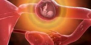 بالبلدي : الحمل خارج الرحم| تعرف على عوامل الخطورة.. وإمكانية العلاج