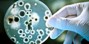 بالبلدي: يحارب البكتيريا والحساسية والسرطان.. بالأبحاث العلمية زيت مذهل يحميك من الأمراض belbalady.net