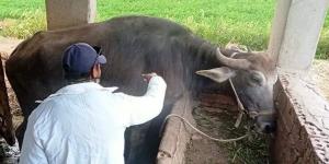 بالبلدي: تحصين 342 ألف رأس ماشية ضد الحمي القلاعية في المنوفية belbalady.net