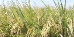 بالبلدي : مسؤول بـ الزراعة يكشف حقيقة حصول مصر على المركز الأول عالميا في إنتاج الأرز| بث مباشر
