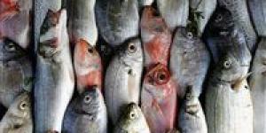 بالبلدي : هل ستشهد أسواق الأسماك ارتفاعا مجددا في الأسعار.. باعة السويس يجيبون