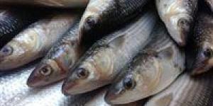 بالبلدي: أسعار السمك اليوم الخميس 16 - 5 – 2024 في السوق المصري