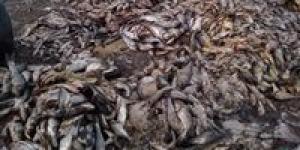 بالبلدي : إعدام 6 أطنان أسماك غير صالحة للاستهلاك الآدمي بكفر الشيخ
