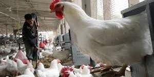 بالبلدي : فيروس إنفلونزا الطيور H5N1.. والحيوانات التي يمكن أن يُصيبها الفيروس