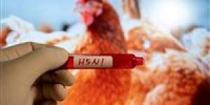 بالبلدي : أمريكا تستعد لاحتمال زيادة الإصابات بإنفلونزا الطيور