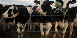 بالبلدي: سعر العجول البقري القائم قبل العيد داخل سوق المواشي
