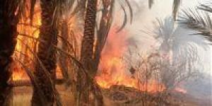 بالبلدي : حصيلة حريق مزارع نخيل الوادي الجديد.. 13 مصابا وتفحم 300 نخلة