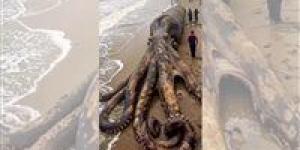 بالبلدي : يصل طوله 15 مترا.. حقيقة أخطبوط إندونيسيا شوهد على أحد الشواطئ