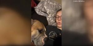 بالبلدي: ثوانٍ مرعبة.. خطأ قاتل لامرأة حاولت الفصل بين كلاب أمام أطفالها