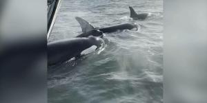 بالبلدي: لحظة درامية لفقمة تنجو من حيتان قاتلة بعد قفزها على متن قارب.. شاهد ما حدث