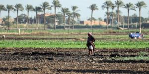 بالبلدي: بعد ثلاث وفيات.. ظهور "الكوبرا" يثير حالة من القلق في قرى مصرية
