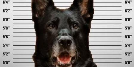 بالبلدي: "خطف أكل الضابط".. كلب شرطة متهم بالسرقة فى أمريكا ورواد السوشيال ميديا يعترضون