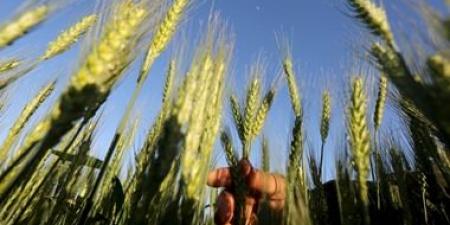 بالبلدي: زراعة بورسعيد: وصول المساحات المنزرعة بالقمح إلى 5150 فدانا