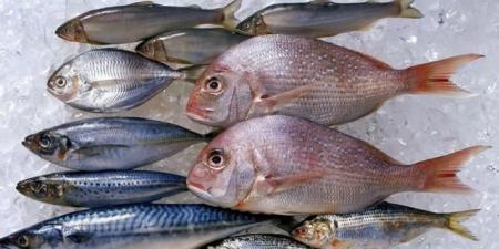 بالبلدي : فوائد السمك.. إمبراطور الأوميجا 3