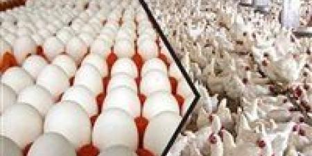 بالبلدي: أسعار الدواجن وكرتونة البيض اليوم الأحد 25 - 2 – 2024