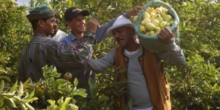 بالبلدي: تعرف على أهم توصيات الزراعة لمحصول الجوافة