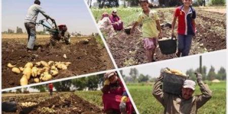بالبلدي: وزارة الزراعة: لجان للمرور على زراعات البطاطس والتواصل مع المزارعين