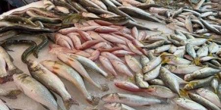 بالبلدي: دراسة: كمية الأسماك تتقلص بسبب تغير المناخ وارتفاع درجة حرارة المحيطات