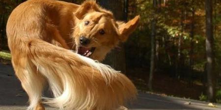 بالبلدي: ضوابط حيازة الكلاب الخطرة بعد مطالبات صدور اللائحة التنفيذية للقانون belbalady.net