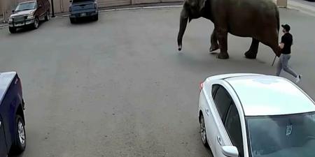 belbalady كاميرات مراقبة ترصد فيل سيرك هارب يتجول في الشوارع.. شاهد ما حدث